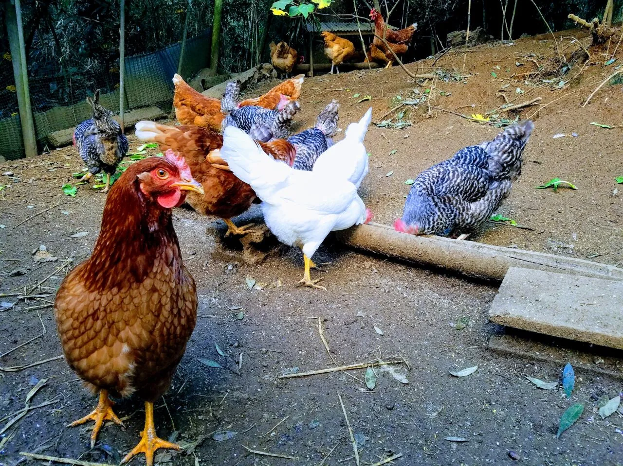 The Hive and Barrow free-range eggs, 10 · The Hive and Barrow