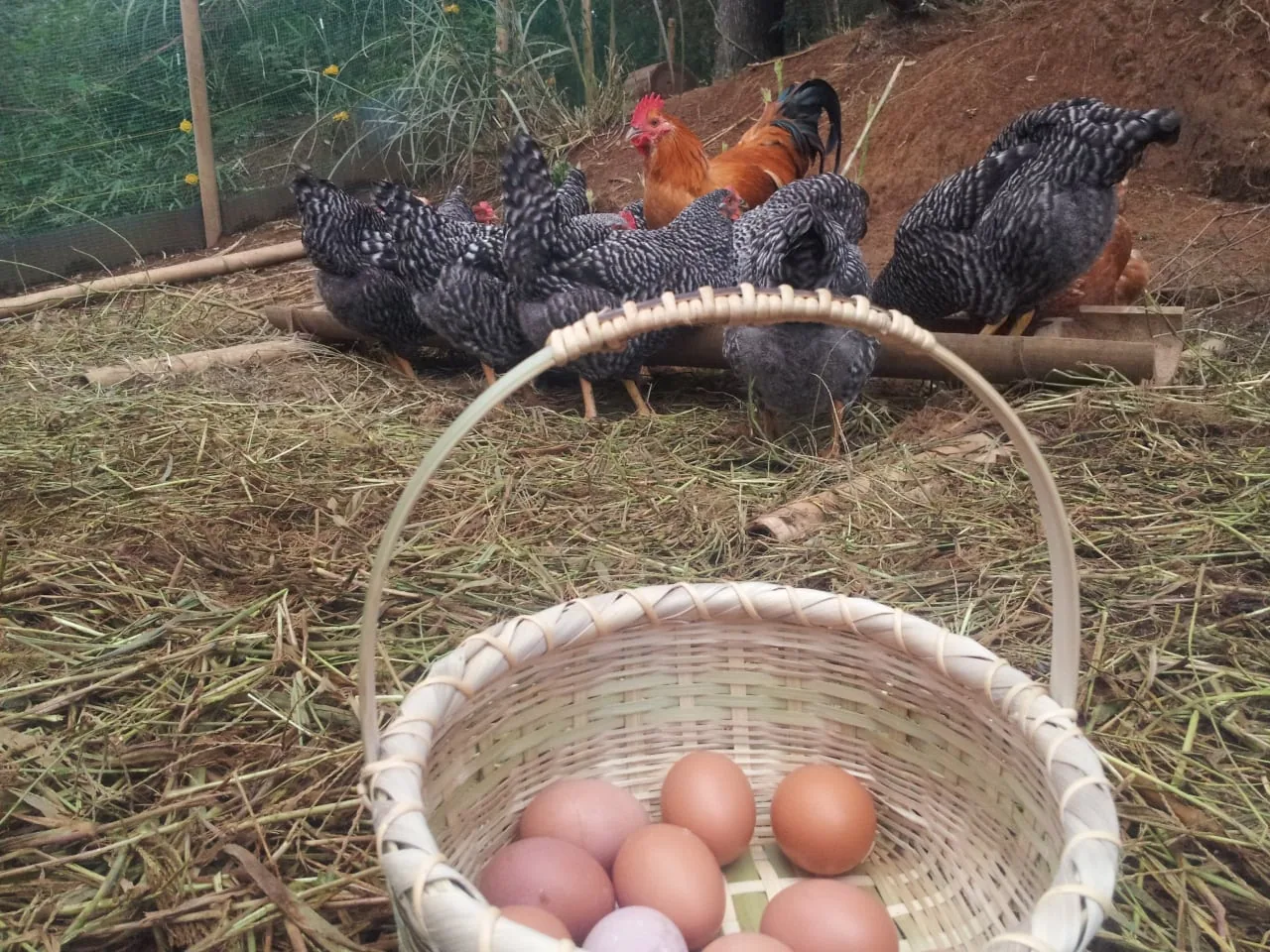 The Hive and Barrow free-range eggs, 20 · The Hive and Barrow