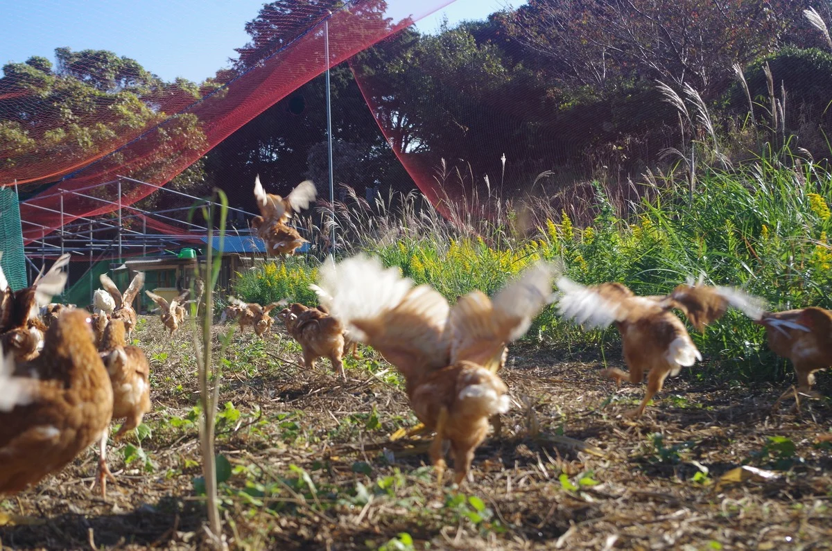 ホホヱミ農園 36個入 · ホホヱミ農園