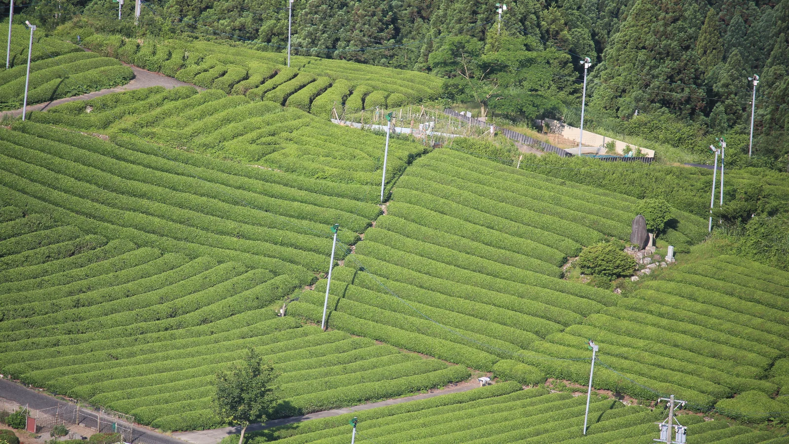 Rows of Japanese tea plants, used as a field image for zairai tea and rural tea culture.
