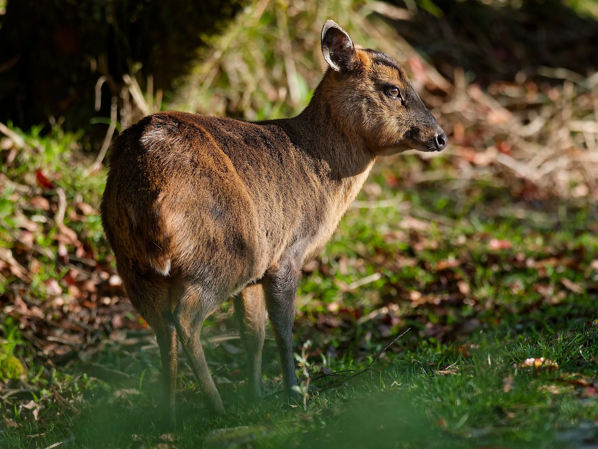 A wild Reeves’s muntjac, the species known in Japan as kyon, standing on grass and fallen leaves at a forest edge. Photographed at Dasyueshan, not on Izu Oshima.
